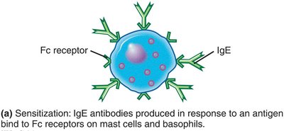 IgE sensitization on mast cell