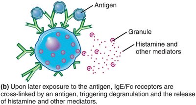 IgE cross-linking and degranulation
