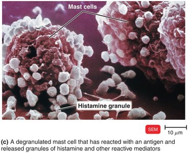 Degranulated mast cell with histamine granules