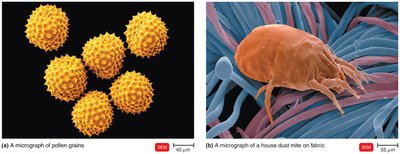 Pollen grains and dust mite