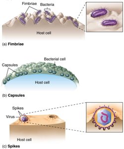 Adhesion mechanisms