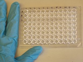 ELISA plate with 96 wells