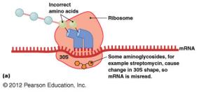 Aminoglycoside action on ribosome