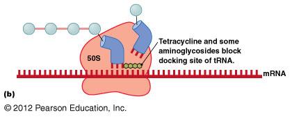 Tetracycline action on ribosome