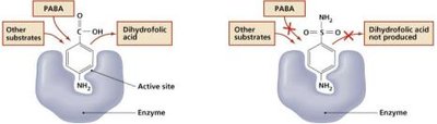 Sulfa drug inhibition of folic acid synthesis