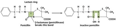 Development of drug resistance in bacterial populations