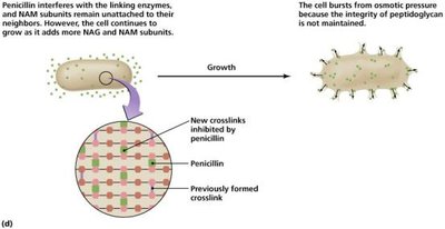 Penicillin action on cell wall crosslinking