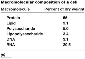 Macromolecular composition of a cell