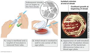 Streak plate method for isolation of pure culture