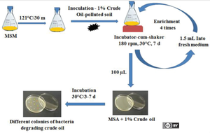 Enrichment culture process for petroleum degrading microorganisms