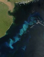 Satellite image showing algal bloom in ocean, illustrating nutrient limitation