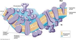 Structure of the cytoplasmic membrane showing integral and peripheral proteins