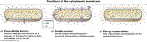 Major functions of the cytoplasmic membrane: permeability barrier, protein anchor, energy conservation