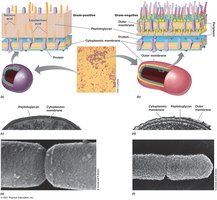 Cell envelopes of Gram-positive and Gram-negative bacteria