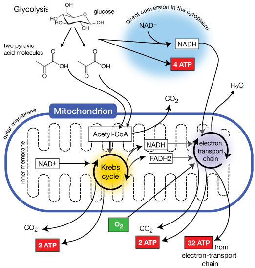 Overview of cellular respiration: glycolysis, Krebs cycle, electron transport chain