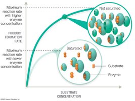 Enzyme saturation curve