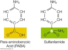 Competitive inhibition: PABA vs sulfanilamide