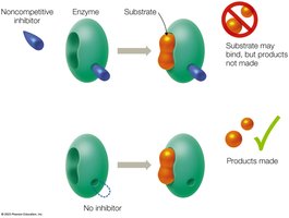 Noncompetitive inhibition