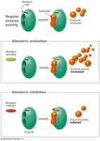 Allosteric regulation