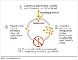 Feedback inhibition in a biochemical pathway