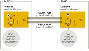 NAD+/NADH redox pair