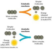 Catabolic and anabolic reactions diagram