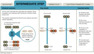 Intermediate step: pyruvate to acetyl-CoA