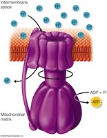 ATP synthase and proton motive force