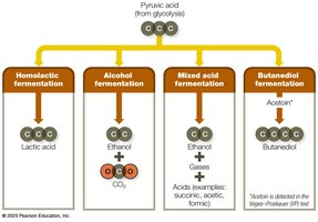 Cellular respiration vs fermentation