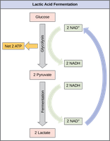 Types of fermentation: lactic, alcohol, mixed acid, butanediol