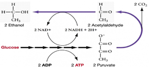 Alcohol fermentation pathway