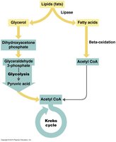 Lipid catabolism: beta-oxidation and entry into Krebs cycle