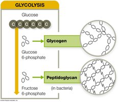 Glycolysis intermediates for amino acid synthesis