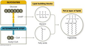 Glycolysis and intermediate step for nucleotide synthesis