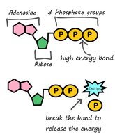 ATP structure and energy release