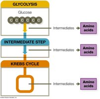 Glycolysis and intermediate step for lipid synthesis