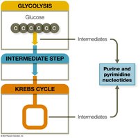 Glycolysis, intermediate step, Krebs cycle for amino acid synthesis