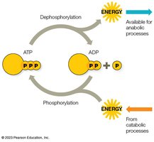 ATP-ADP cycle diagram
