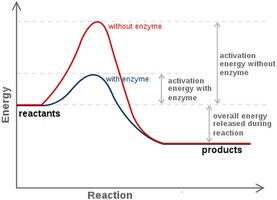 Enzyme lowers activation energy