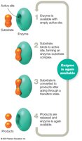 Enzyme-substrate complex formation