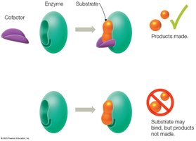 Cofactor required for enzyme activity