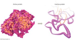 Protein denaturation: active vs inactive
