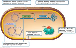 Major Action Modes of Antibacterial Drugs
