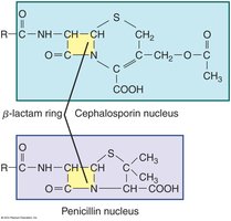 Nuclear Structures of Cephalosporin and Penicillin Compared