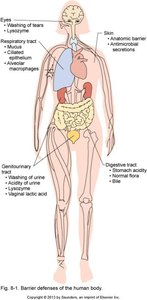 Barrier defenses of the human body