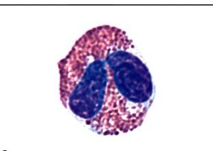 Neutrophil under microscope