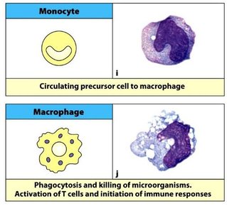 Monocyte and macrophage comparison