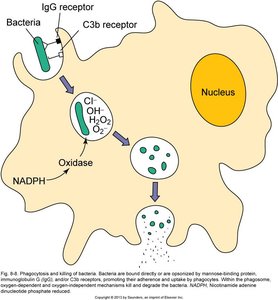 Phagocytosis and killing of bacteria