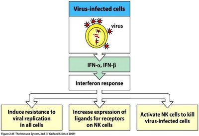 Type I interferon response to viral infection