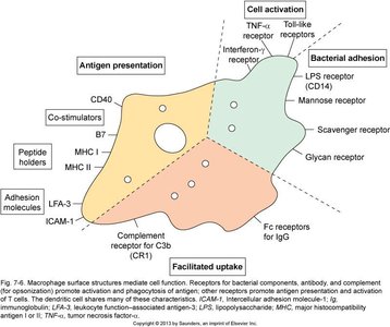 Macrophage surface proteins and PRRs
